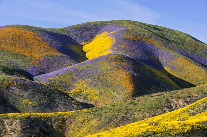 super bloom, Awesome Stories